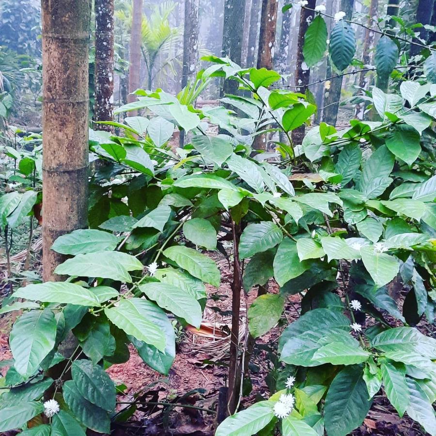 Hosamane Farm Inn Sringeri 외부 사진